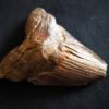 sehr großer Zahn vom Haifisch, Megalodon, Pliozän, South Carolina, USA  * reserviert *