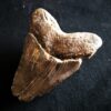 sehr großer Zahn vom Haifisch, Megalodon, Pliozän, South Carolina, USA  * reserviert *