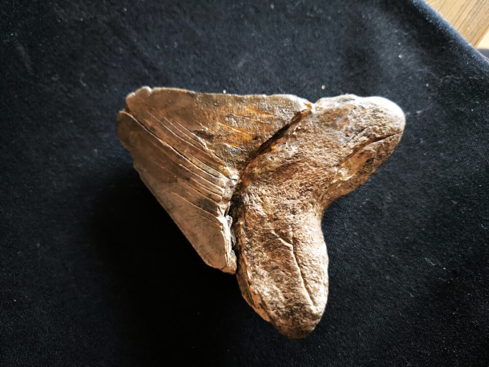 sehr großer Zahn vom Haifisch, Megalodon, Pliozän, South Carolina, USA  * reserviert *