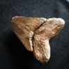 sehr großer Zahn vom Haifisch, Megalodon, Pliozän, South Carolina, USA  * reserviert *