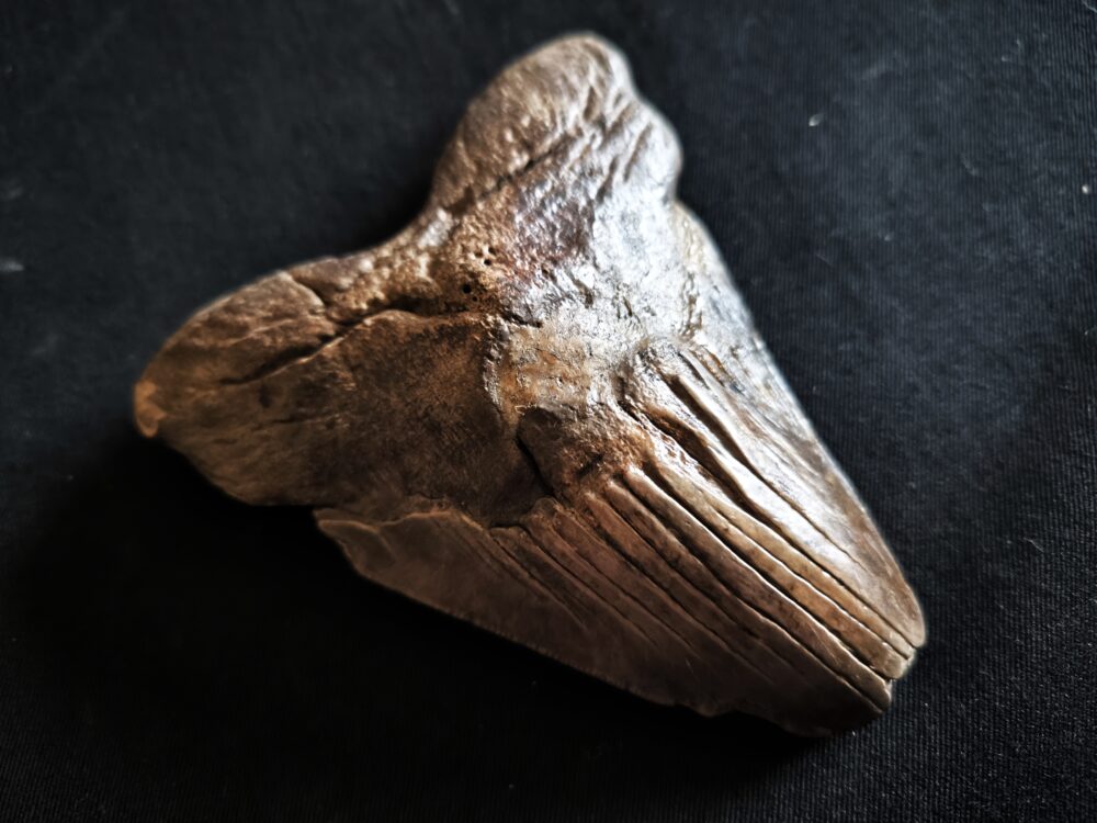 sehr großer Zahn vom Haifisch, Megalodon, Pliozän, South Carolina, USA