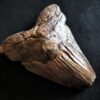 sehr großer Zahn vom Haifisch, Megalodon, Pliozän, South Carolina, USA  * reserviert *