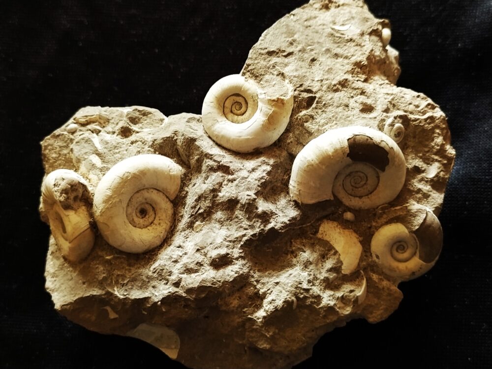 IMG_20250529_113202 Handstück mit Planorbarius cornu, Miozän, Zwiefaltendorf