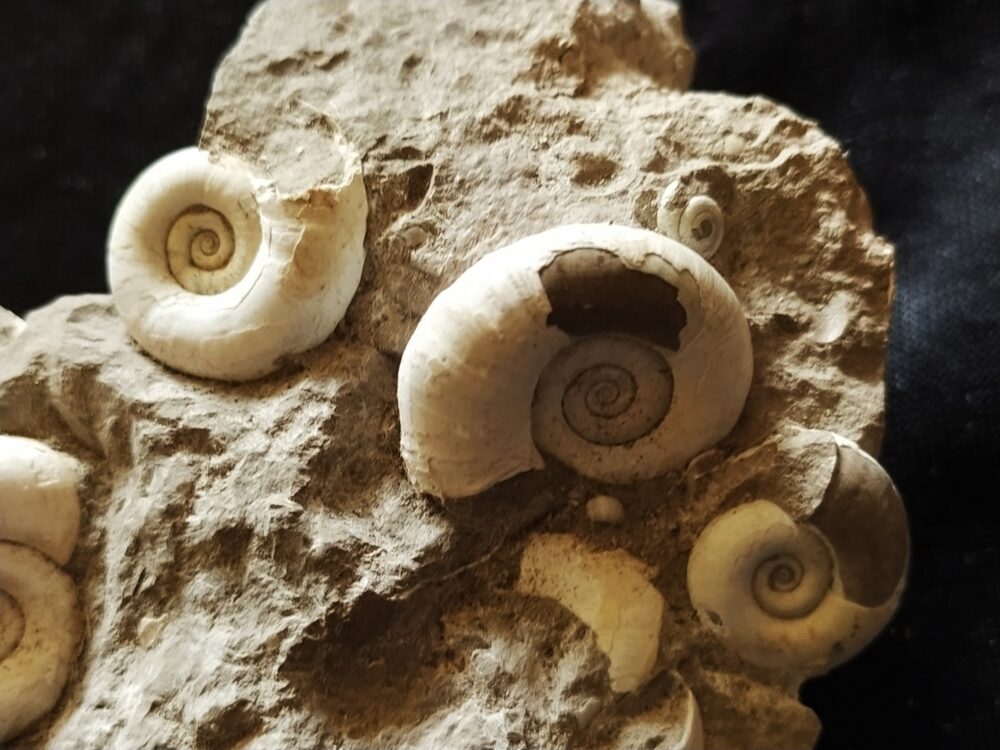 Handstück mit Planorbarius cornu, Miozän, Zwiefaltendorf