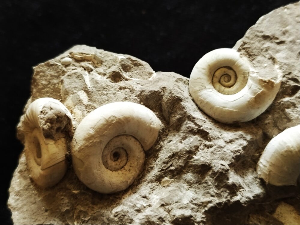 Handstück mit Planorbarius cornu, Miozän, Zwiefaltendorf