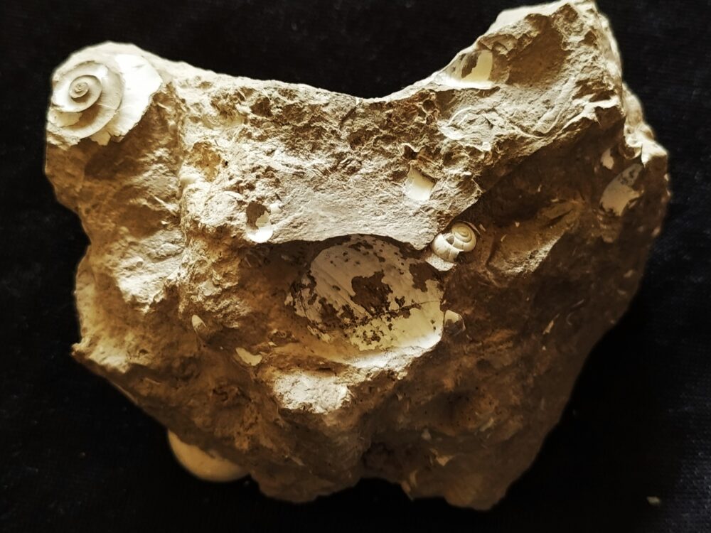 Handstück mit Planorbarius cornu, Miozän, Zwiefaltendorf