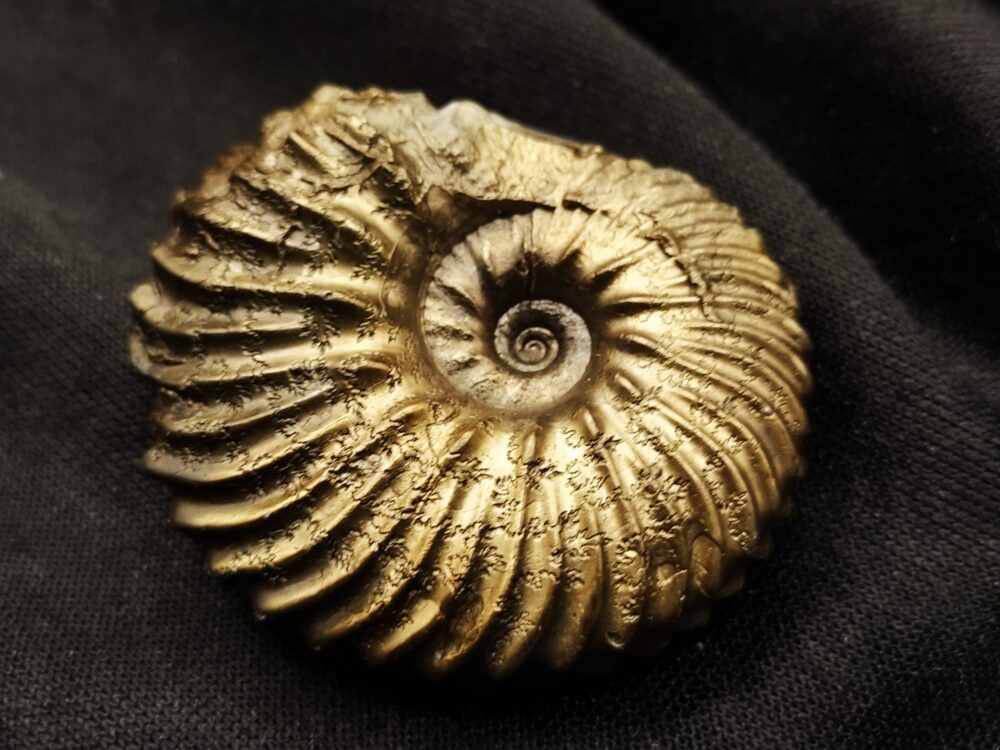 Hoplites spathi, Kreide, Courcelles, Frankreich  * reserviert *