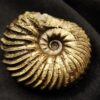 Hoplites spathi, Kreide, Courcelles, Frankreich  * reserviert *