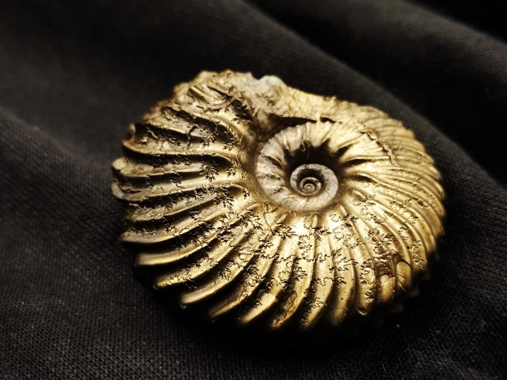 Hoplites spathi, Kreide, Courcelles, Frankreich  * reserviert *
