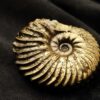 Hoplites spathi, Kreide, Courcelles, Frankreich  * reserviert *