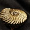 Hoplites spathi, Kreide, Courcelles, Frankreich  * reserviert *