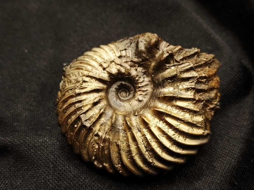 Hoplites spathi, Kreide, Courcelles, Frankreich  * reserviert *