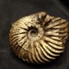 Hoplites spathi, Kreide, Courcelles, Frankreich  * reserviert *