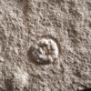 Seeigel, Tertragramma?, Malm, Plattenkalk, Painten