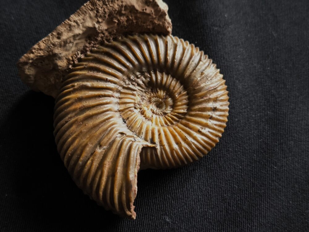 Parkinsonia friederici augusti, Dogger, Sengenthal