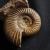 Parkinsonia friederici augusti, Dogger, Sengenthal