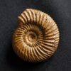Parkinsonia friederici augusti, Dogger, Sengenthal  * reserviert *