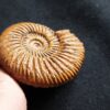 Parkinsonia friederici augusti, Dogger, Sengenthal  * reserviert *