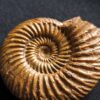 Parkinsonia friederici augusti, Dogger, Sengenthal  * reserviert *