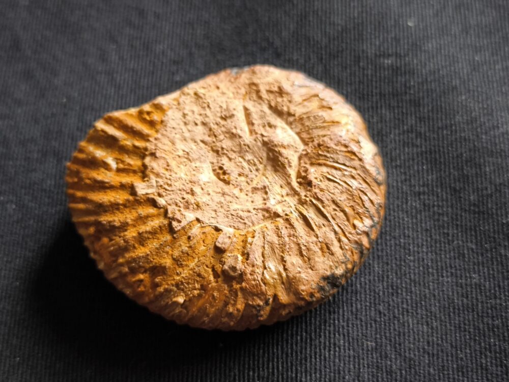 Parkinsonia friederici augusti, Dogger, Sengenthal  * reserviert *