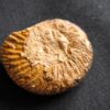 Parkinsonia friederici augusti, Dogger, Sengenthal  * reserviert *