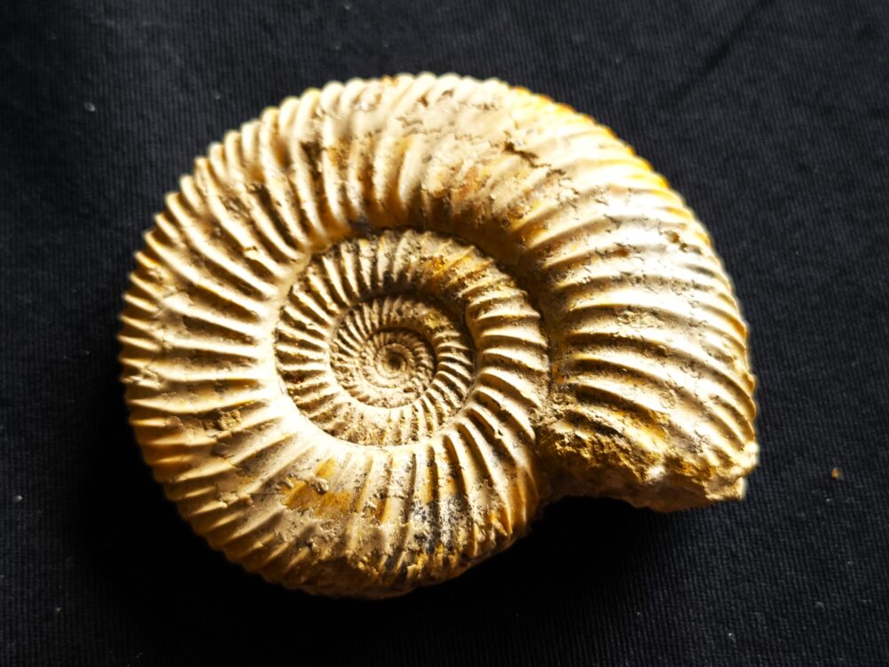 Parkinsonia parkinsoni, Dogger, Evrecy, Normandie
