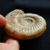Parkinsonia parkinsoni, Dogger, Evrecy, Normandie