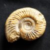 Parkinsonia parkinsoni, Dogger, Evrecy, Normandie