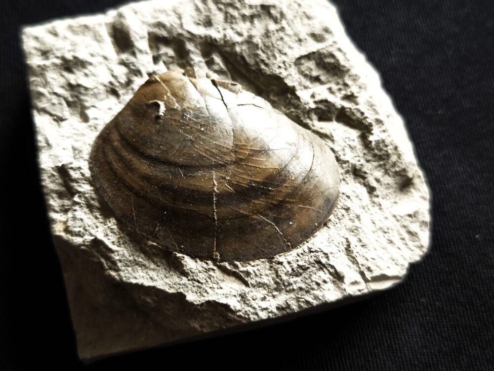 Muschel, Plagiostoma, Toperhaltung, Lias, Schwäbisch Gmünd