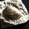 Muschel, Plagiostoma, Toperhaltung, Lias, Schwäbisch Gmünd
