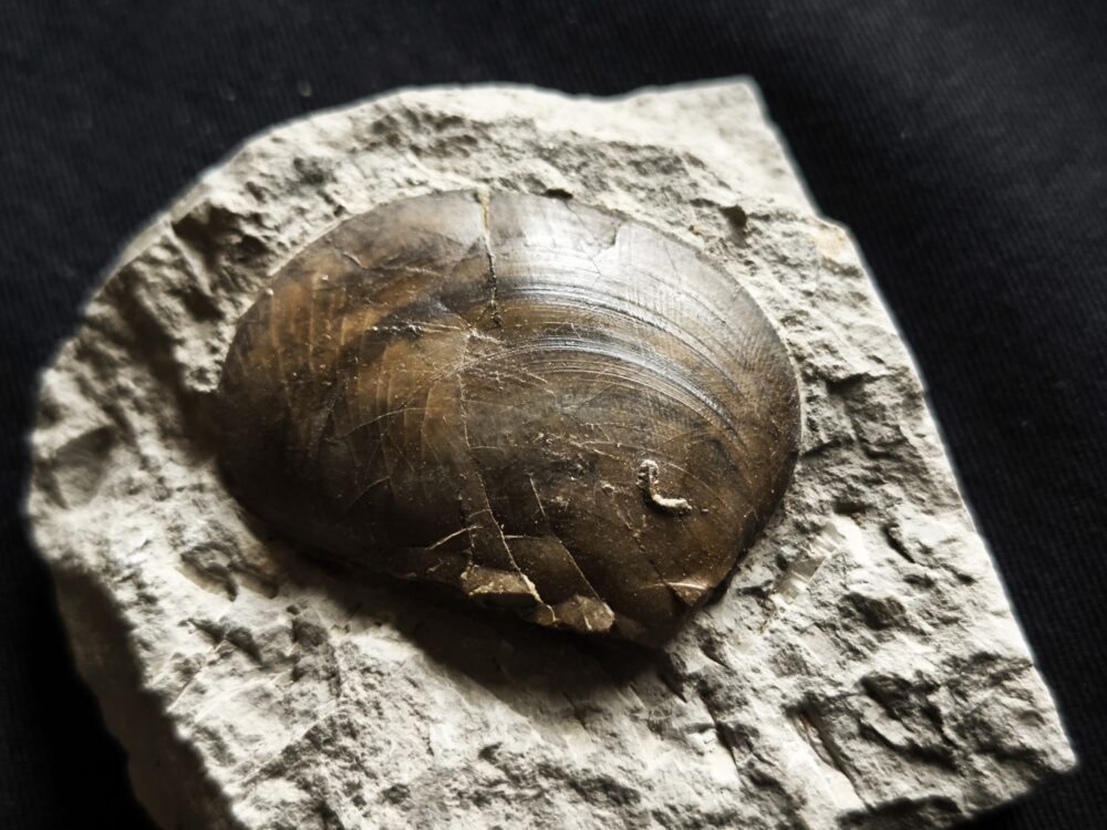 Muschel, Plagiostoma, Toperhaltung, Lias, Schwäbisch Gmünd
