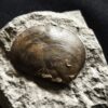 Muschel, Plagiostoma, Toperhaltung, Lias, Schwäbisch Gmünd