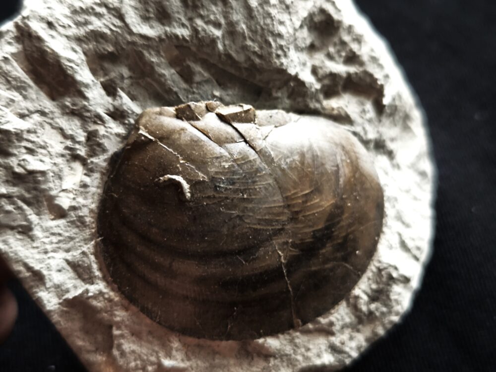 Muschel, Plagiostoma, Toperhaltung, Lias, Schwäbisch Gmünd