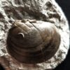 Muschel, Plagiostoma, Toperhaltung, Lias, Schwäbisch Gmünd