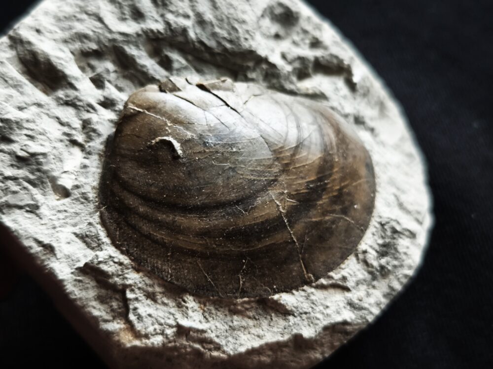 Muschel, Plagiostoma, Toperhaltung, Lias, Schwäbisch Gmünd