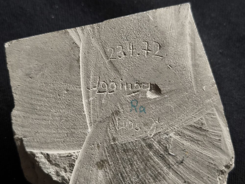 Muschel, Plagiostoma, Toperhaltung, Lias, Schwäbisch Gmünd