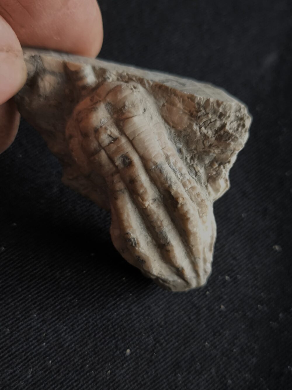 Seelilie, kleine Krone von Encrinus liliformis, Oberer Muschelkalk