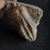 Seelilie, kleine Krone von Encrinus liliformis, Oberer Muschelkalk