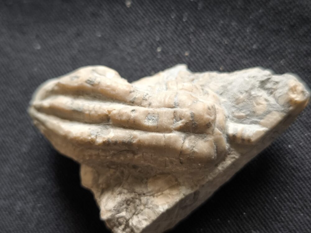 Seelilie, kleine Krone von Encrinus liliformis, Oberer Muschelkalk