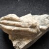 Seelilie, kleine Krone von Encrinus liliformis, Oberer Muschelkalk