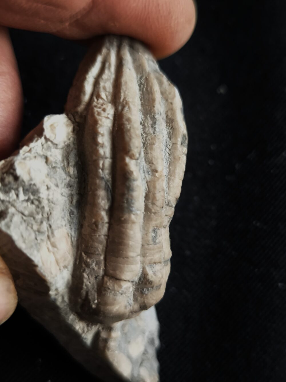 Seelilie, kleine Krone von Encrinus liliformis, Oberer Muschelkalk