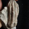Seelilie, kleine Krone von Encrinus liliformis, Oberer Muschelkalk