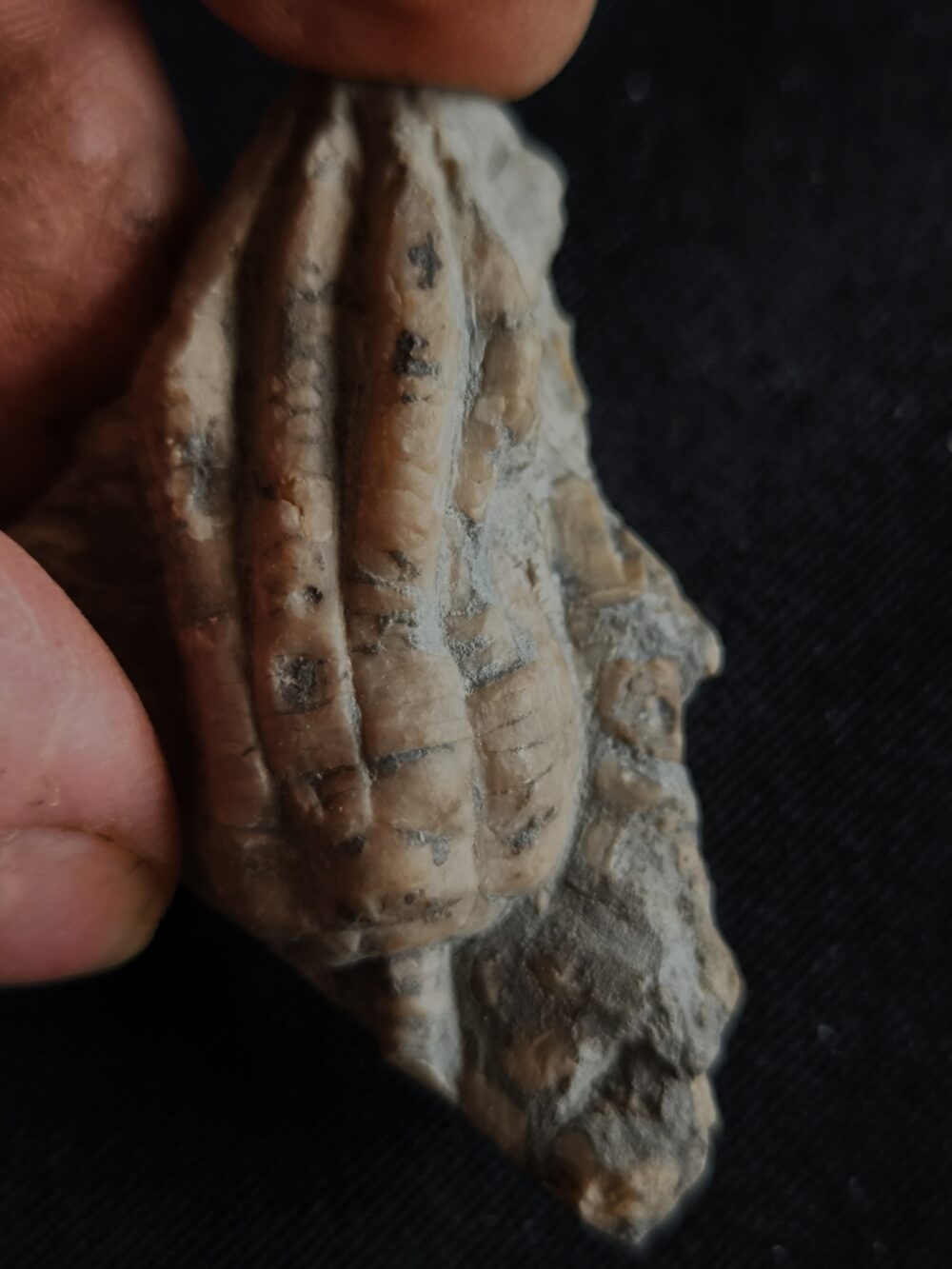 Seelilie, kleine Krone von Encrinus liliformis, Oberer Muschelkalk