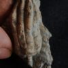 Seelilie, kleine Krone von Encrinus liliformis, Oberer Muschelkalk