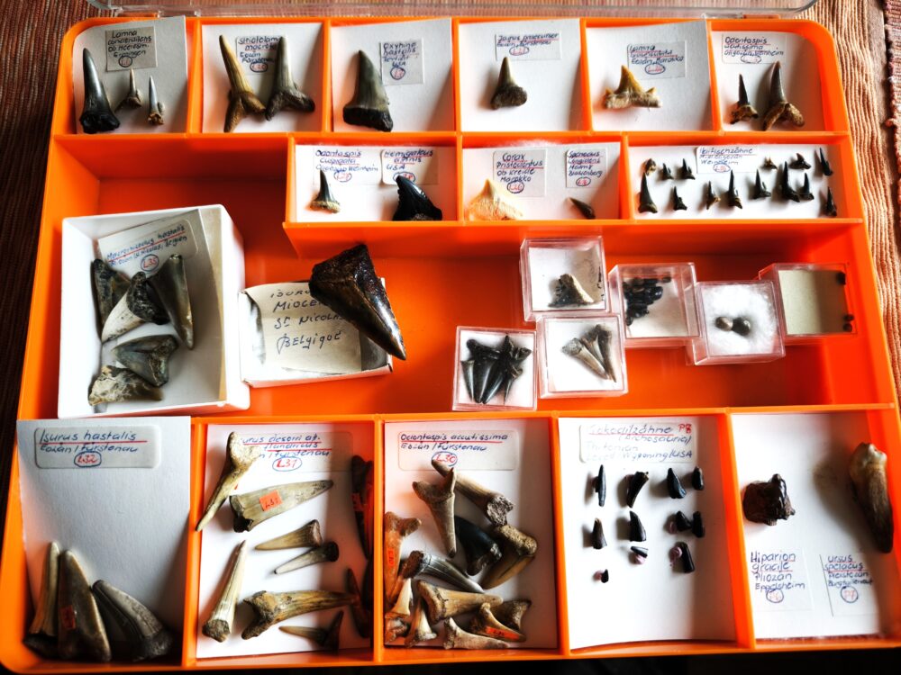 IMG_20251003_101620 größere Kollektion Haizähne, Känozoikum  * reserviert *