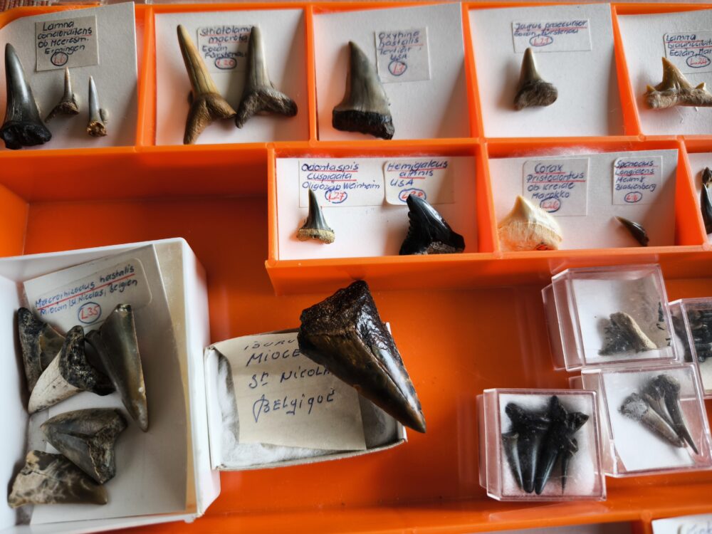 IMG_20251003_101630 größere Kollektion Haizähne, Känozoikum  * reserviert *