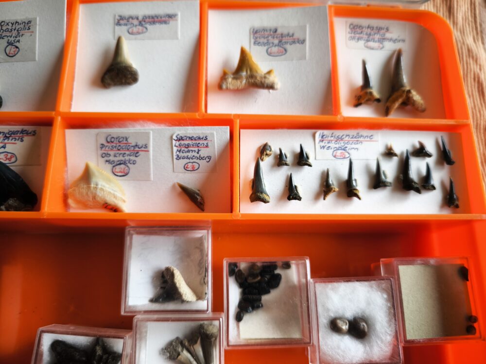 IMG_20251003_101646 größere Kollektion Haizähne, Känozoikum  * reserviert *