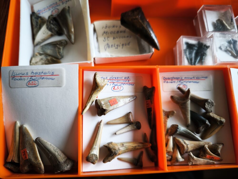 IMG_20251003_101702 größere Kollektion Haizähne, Känozoikum  * reserviert *