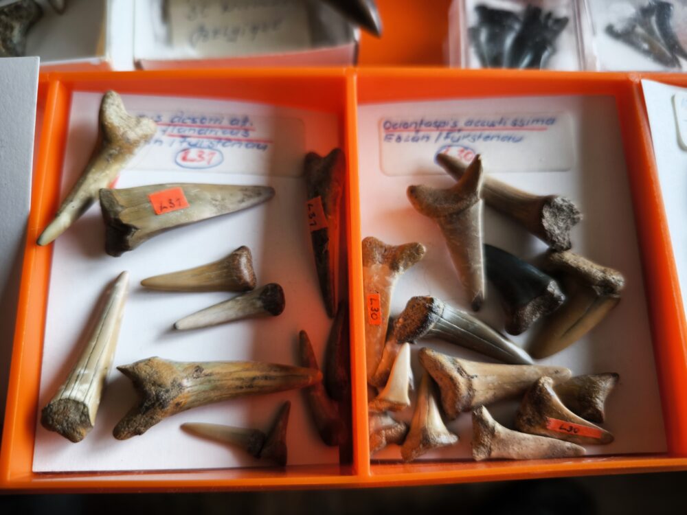 IMG_20251003_101733 größere Kollektion Haizähne, Känozoikum  * reserviert *