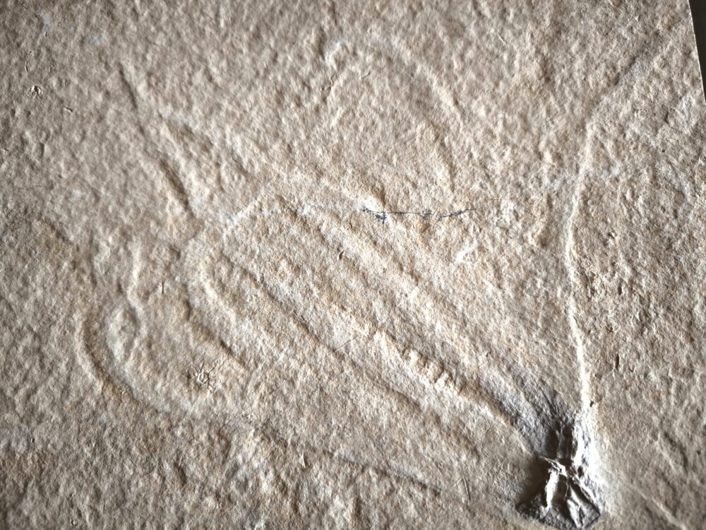 Tintenfischarmkrone in Weichteilerhaltung! Senefelderiteuthis, Malm, Plattenkalk, Solnhofen  * reserviert *
